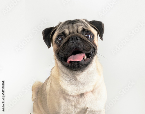 pug dog looking at camera with open mouth tongue out white background gray tones © eoliofficial