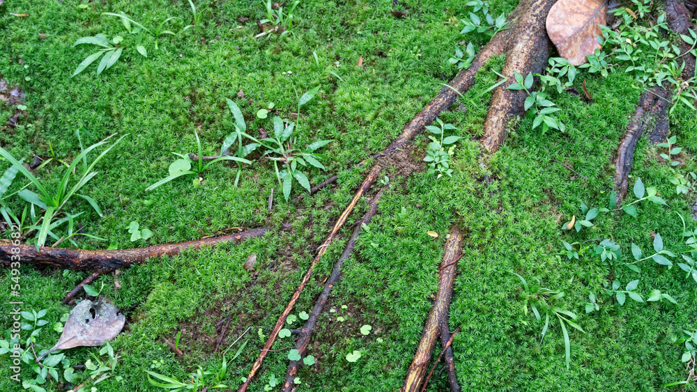 Sphagnum girgensohnii, musgo verde brilhante que cresce em solo úmido em florestas e ao longo de pântanos.
