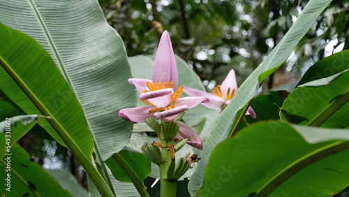 flor cor-de-rosa da bananeira decorativa.