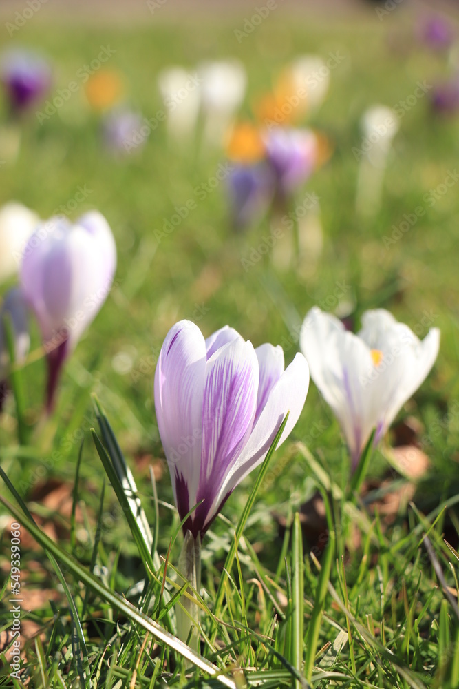 Purple and white crocuses Purple and white crocuses