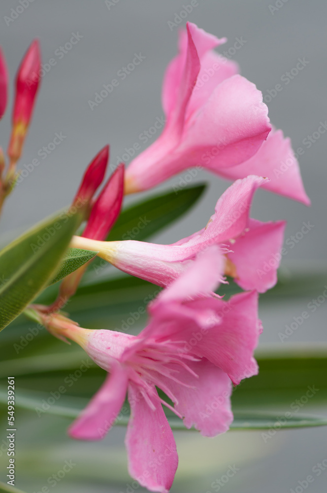 pink oleander close up pink oleander close up