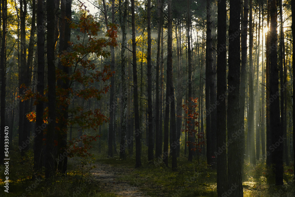 Fototapeta premium Majestic view of forest with sunbeams shining through trees in morning