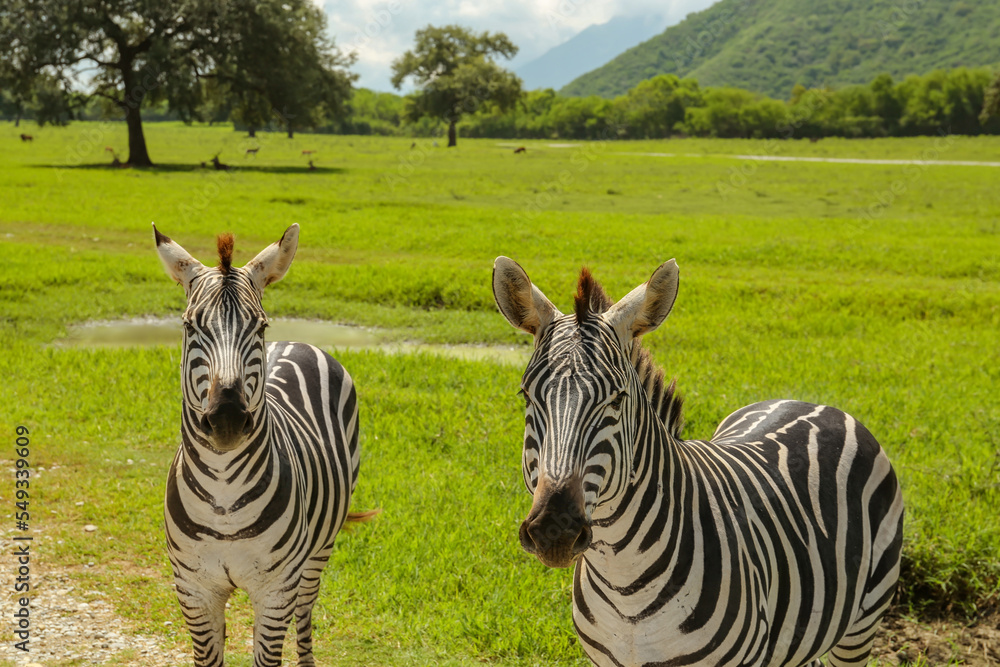 Fototapeta premium Beautiful striped African zebras in safari park