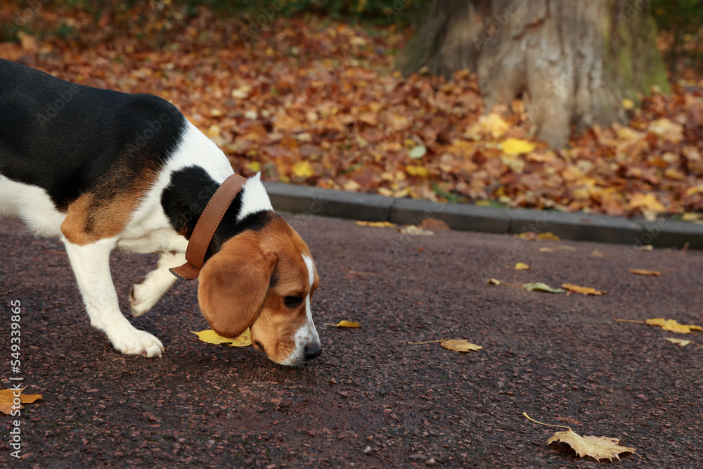 Adorable Beagle dog in stylish collar outdoors. Space for text Adorable Beagle dog in stylish collar outdoors. Space for text