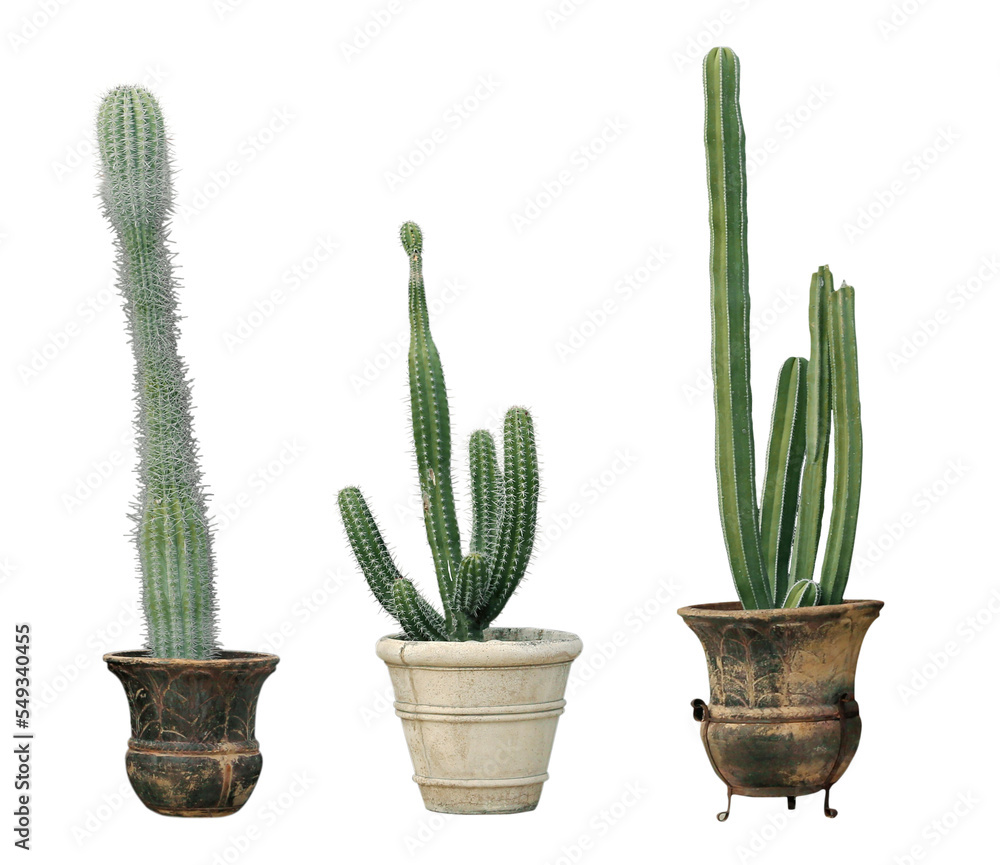 Set with different beautiful cacti on white background Set with different beautiful cacti on white background