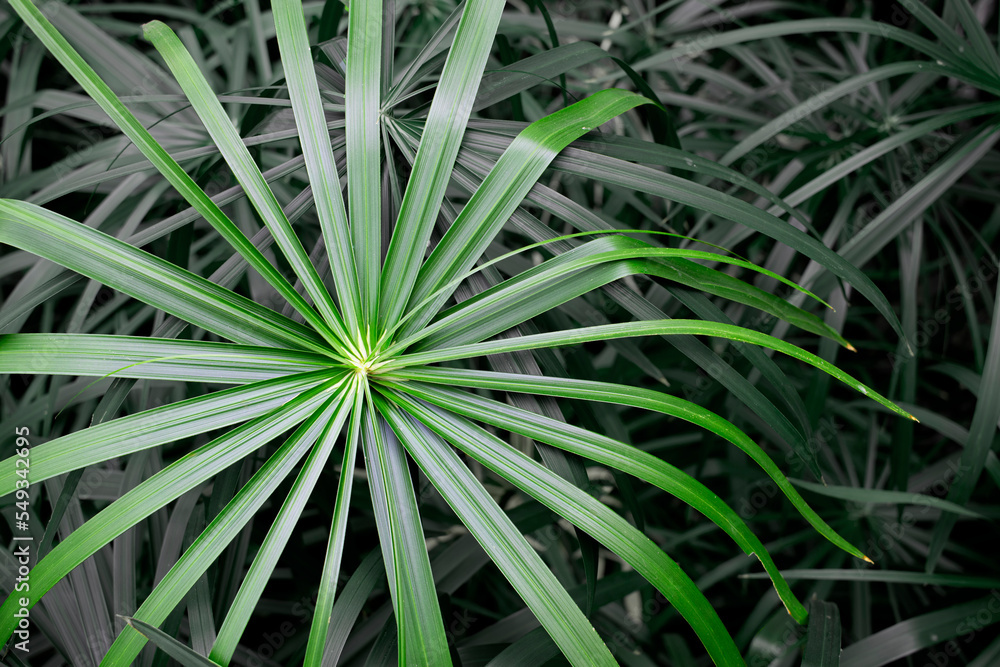 A Cyperus or Umbrella tree stands out from the others A Cyperus or Umbrella tree stands out from the others