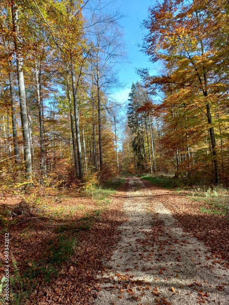 path in autumn forest path in autumn forest