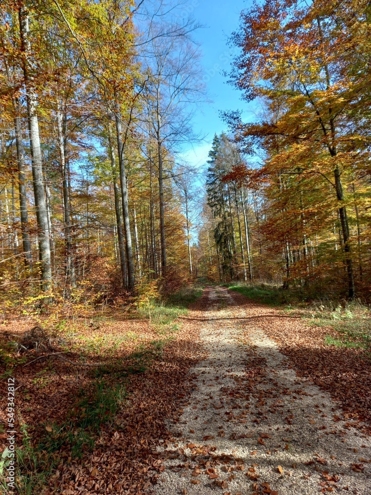 path in autumn forest