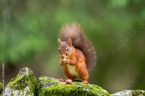 Rare red squirrel with a bushy tail in North Yorkshire, England on a stone wall photo