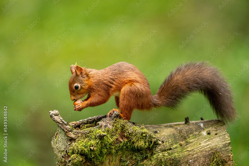 Rare red squirrel in North Yorkshire, England on a log eating nuts Rare red squirrel in North Yorkshire, England on a log eating nuts