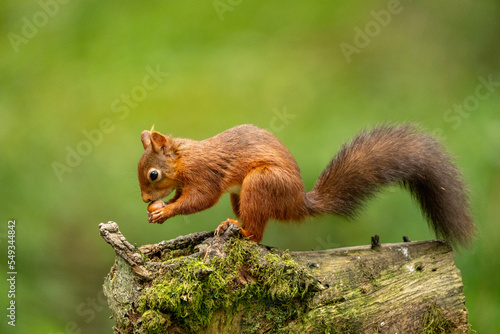 Rare red squirrel in North Yorkshire, England on a log eating nuts 