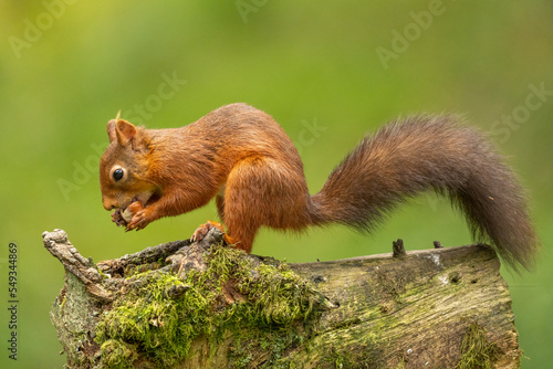Obraz na płótnie Rare red squirrel in North Yorkshire, England on a wooden log eating nuts w salonie