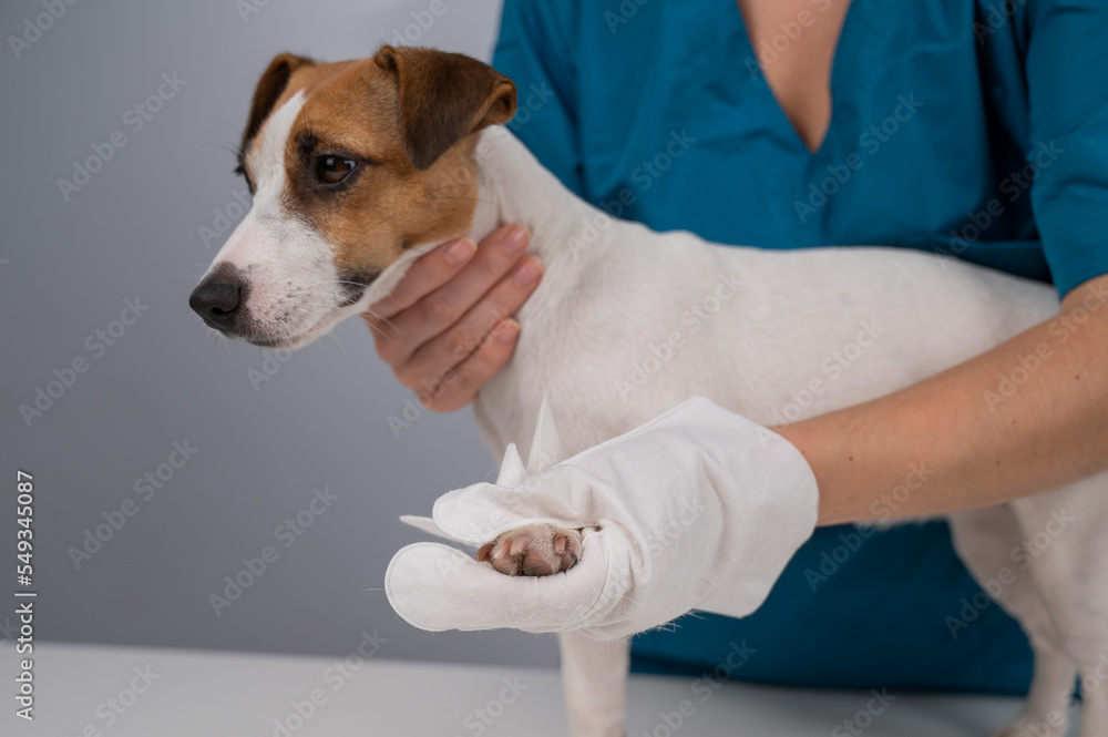 Veterinarian washing a jack russell terrier dog with a disposable wet glove. Pet hydrosol cleaning gloves. Veterinarian washing a jack russell terrier dog with a disposable wet glove. Pet hydrosol cleaning gloves.