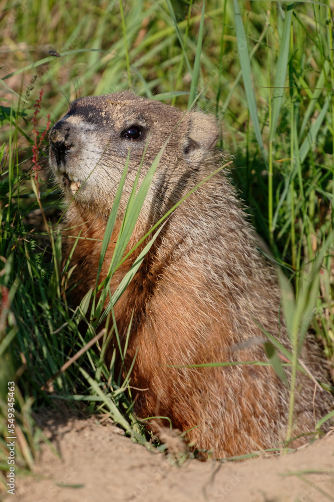Groundhog Groundhog