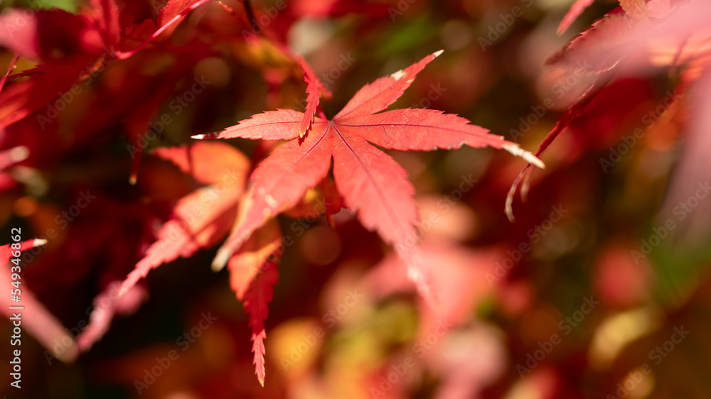 日本の秋、紅葉を独り占め