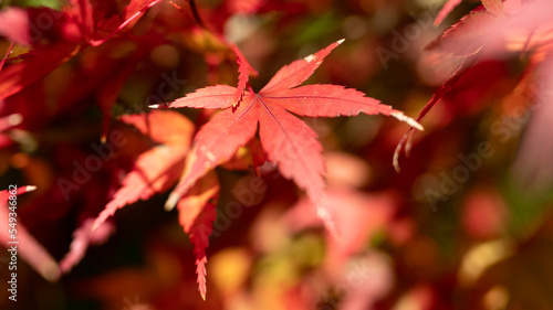 日本の秋、紅葉を独り占め