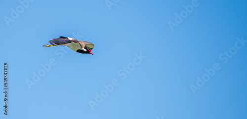 Red-wattled lapwing bird in flight against clear blue skies.