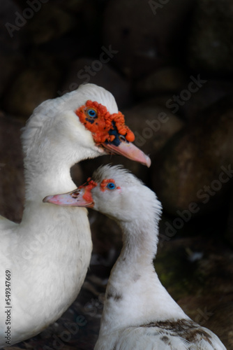 Pareja de patos