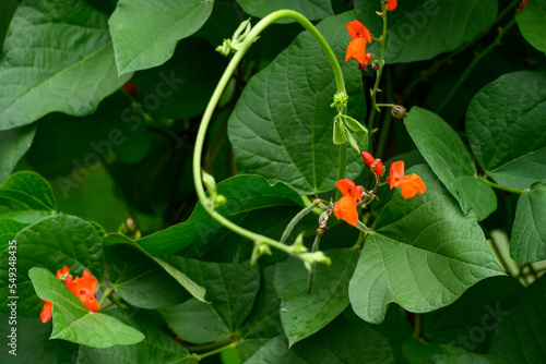 Foto Red orange flowers of Scarlet Runner Bean plants blooming in a kitchen garden on