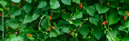 Obraz na płótnie Red orange flowers of Scarlet Runner Bean plants blooming in a kitchen garden on