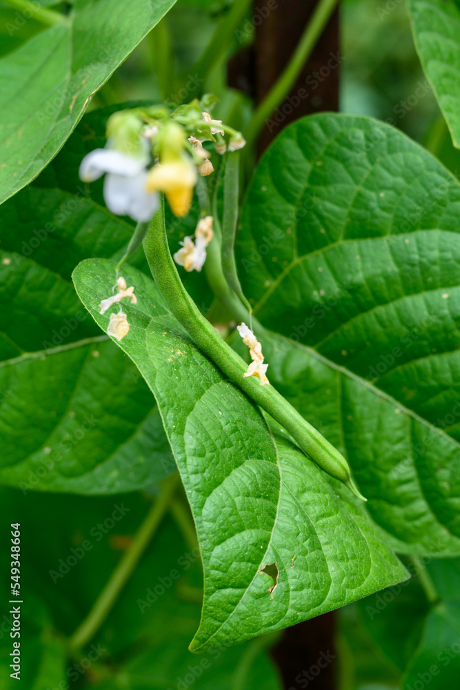 Green beans growing in a kitchen garden on a summer day
Green beans growing in a kitchen garden on a summer day