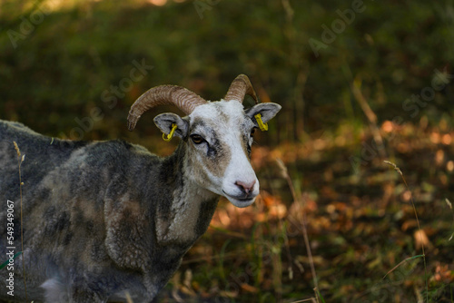 goat and green nature photo