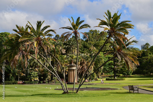 Photography Palm trees in the park on a sunny afternoon