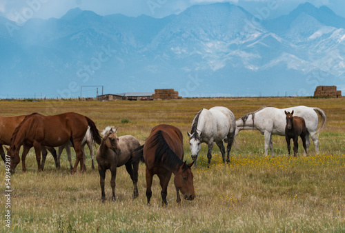 Colorado horses