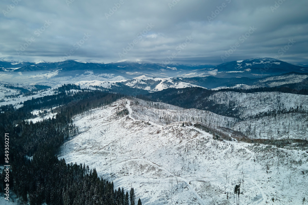 Aerial foggy landscape with evergreen pine trees covered with fresh fallen snow after heavy snowfall in winter mountain forest on cold quiet morning
