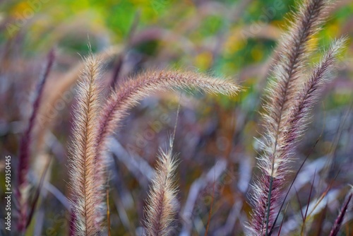 photo of grass flowers (natal grass, natal redtop, ruby grass) outdoors photo