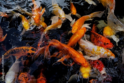 picture of koi fish in the water