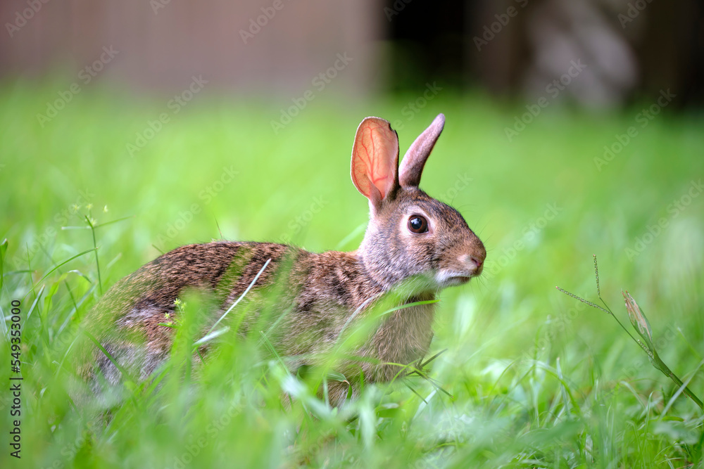 Fototapeta premium Grey small hare eating grass on summer field. Wild rabbit in nature