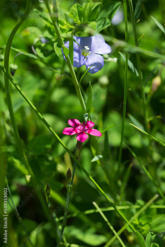 The maiden pink (lat. Dianthus deltoides), of the family Caryophyllaceae. Central Russia. The maiden pink (lat. Dianthus deltoides), of the family Caryophyllaceae. Central Russia.