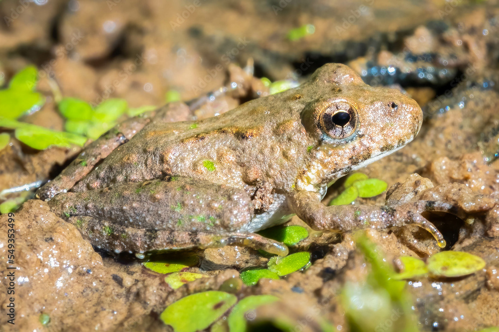 Fototapeta premium Profile view of a Northern Cricket Frog. Raleigh, North Carolina.