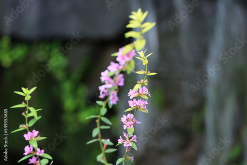 水辺に可愛いミソハギ（禊萩）が小花を咲かせている風景 photo