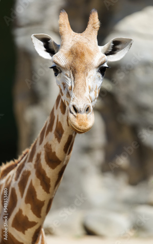 Giraffe © James