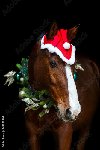 Head portrait of a bay brown andalusian x arab crossbreed horse wearing a red santa head and a festive christmas wreath in front of a black background