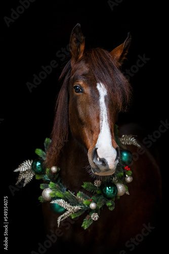 Portrait of a beautiful dark chestnut brown arab berber horse yearling wearing festive christmas decorations in front of black background © Annabell Gsödl