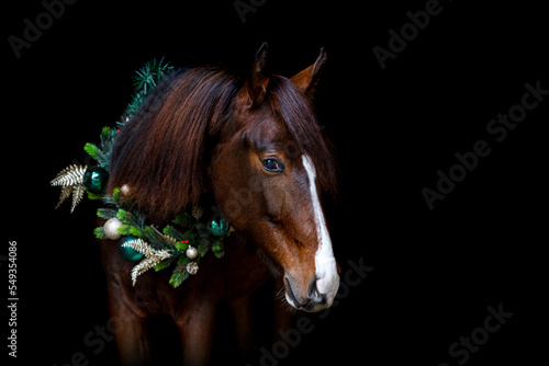 Portrait of a beautiful dark chestnut brown arab berber horse yearling wearing festive christmas decorations in front of black background