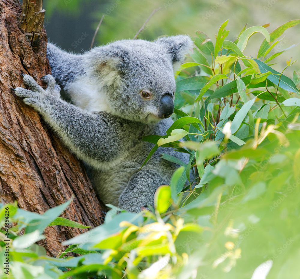 Obraz premium Koala Bear