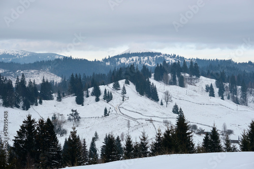 Winter landscape with dark spruse trees of snow covered forest in cold mountains