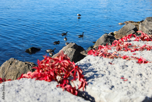 Photography birds and autumn