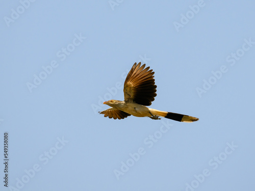 Guira Cuckoo bird in flight on blue sky