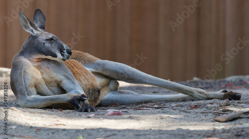 Photos Resting red kangaroo