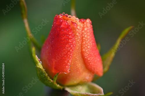 rose buds close up, dew drops