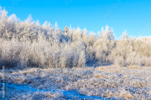 Winter frosty landscape of a forest area against a blue sky.