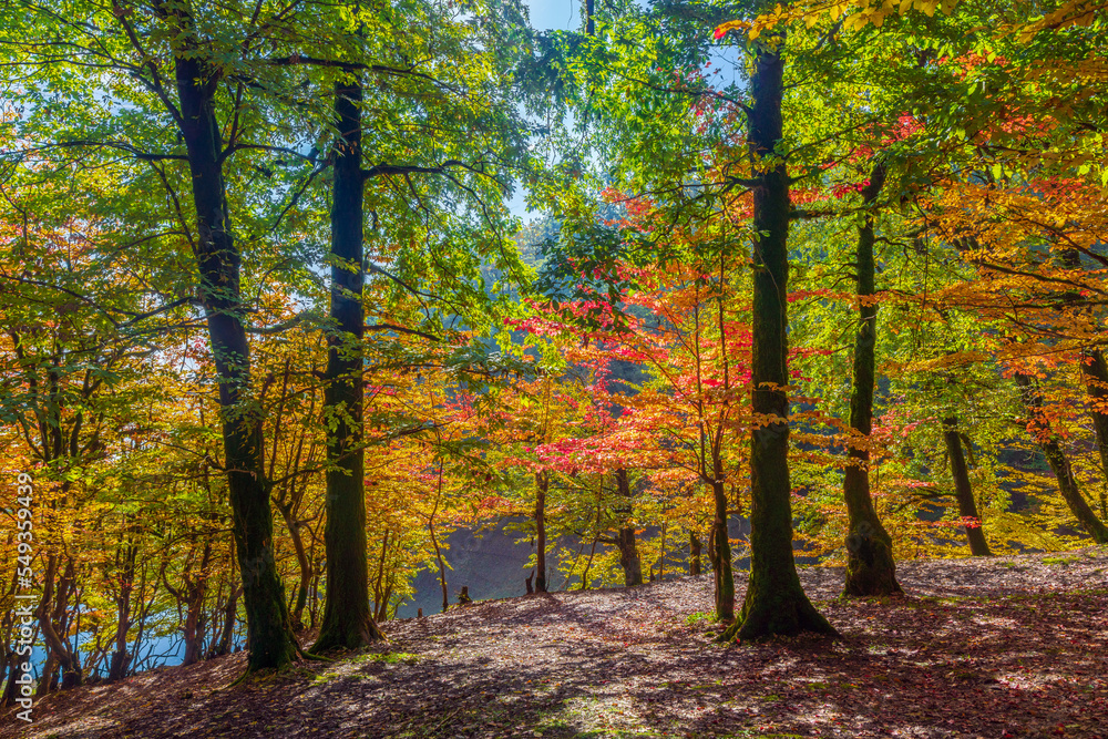 Fototapeta premium Colorful autumn deciduous forest scenery