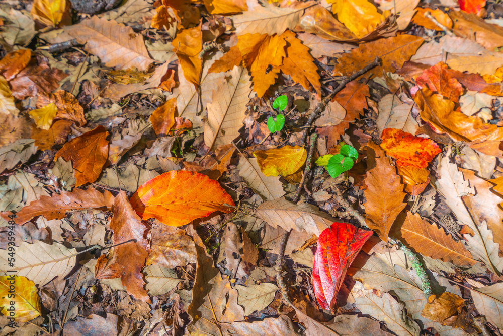 Fallen dry autumn leaves background