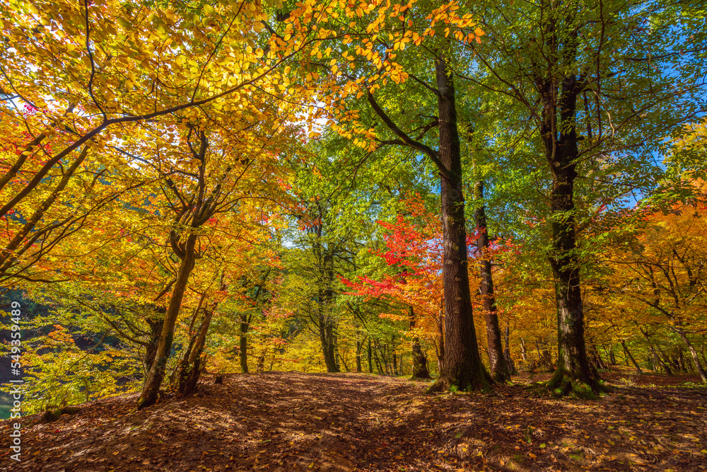 Colorful autumn deciduous forest scenery