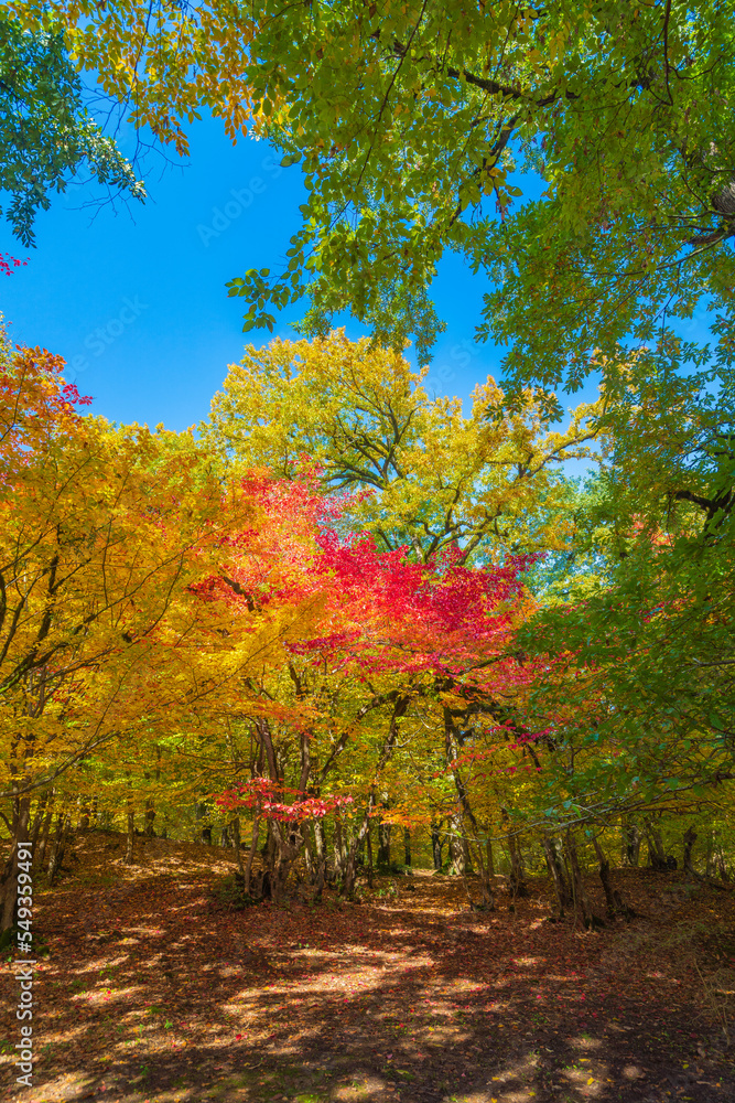 Naklejka premium Colorful autumn deciduous forest scenery